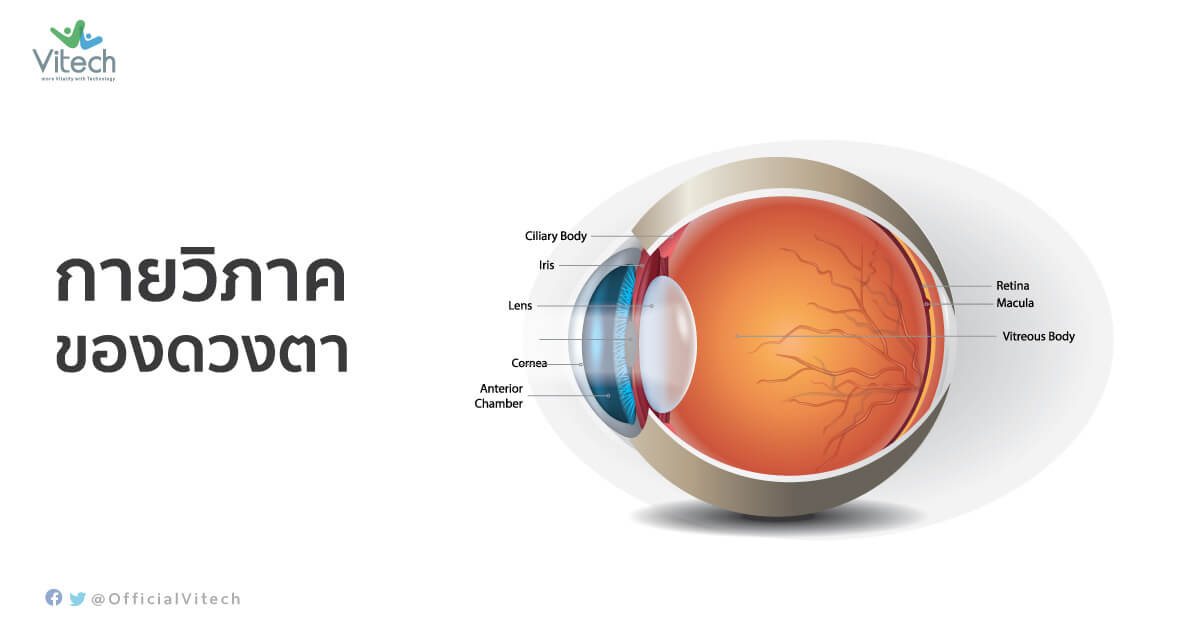กายวิภาคของดวงตา