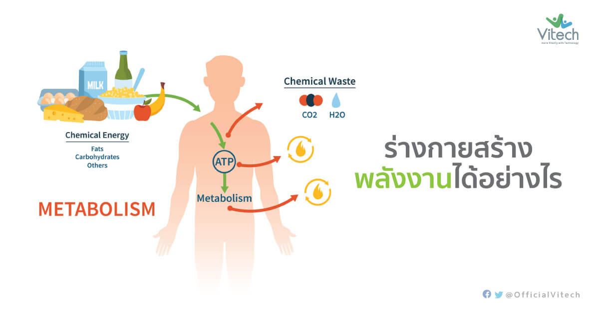 ร่างกายสร้างพลังงานอย่างไร