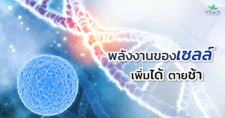 พลังงานของเซลล์เพิ่มได้ตายช้า