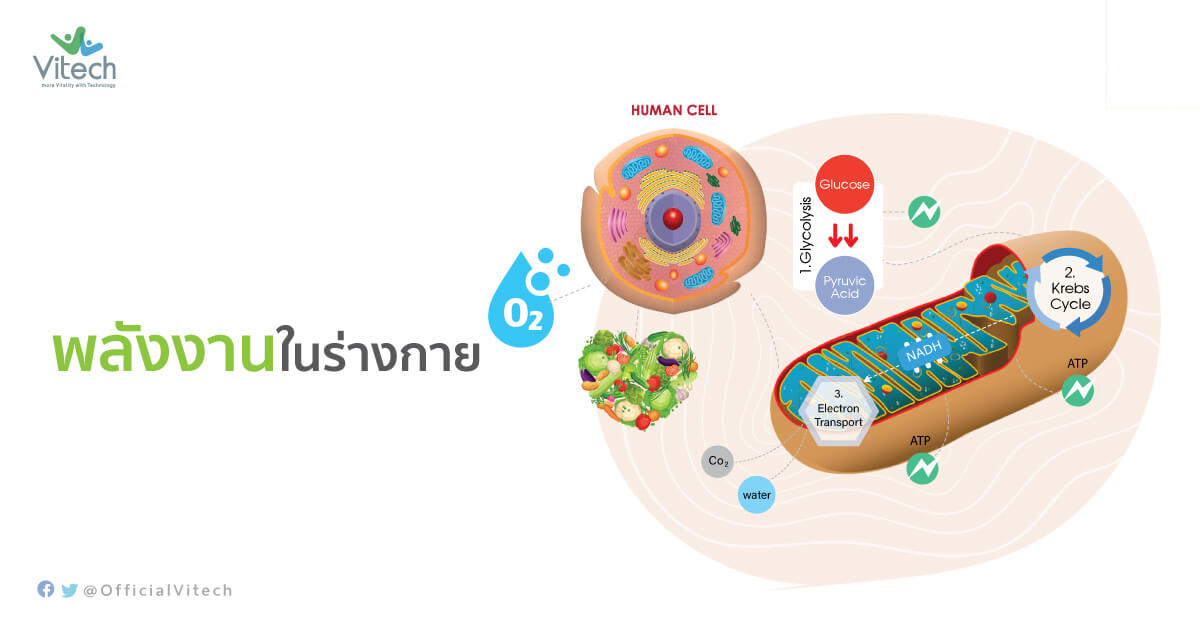 พลังงานในร่างกาย