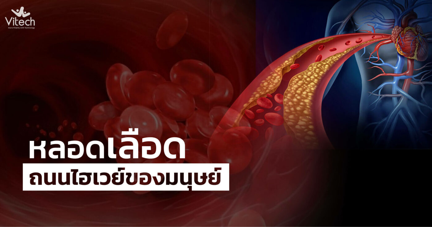 หลอดเลือด-ถนนไฮเวย์ของมนุษย์