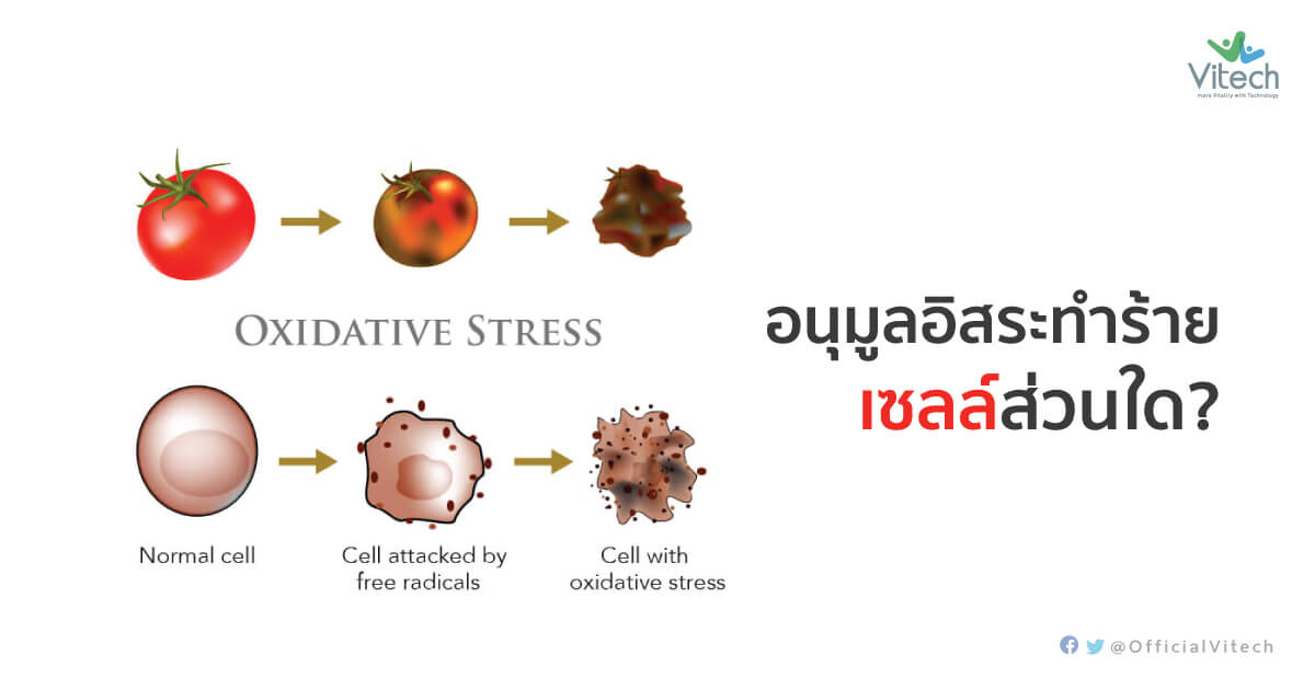 อนุมูลอิสระทำร้ายเซลล์ส่วนใด